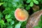 Peach or Prunus persica tree with single organic natural fruit growing in local garden surrounded with dark green leaves
