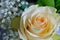 Peach Rose with Baby`s Breath