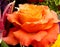 Peach rose full bloom (petals opened wide)
