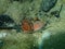 Peach seed and test shell of Black sea urchin Arbacia lixula undersea