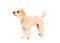 Peach small poodle is standing sideways