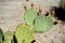 Peach Springs, Arizona, USA: Cactus on Diamond Creek Road