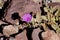 Peach Springs, Arizona, USA: Wildflower on Diamond Creek Road