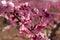 Peach tree in bloom, with pink flowers at sunrise. Aitona. Alcarras. Torres de Segre. Lleida. Spain. Agriculture. Flower close-up
