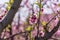 Peach tree in bloom, with pink flowers at sunrise. Aitona. Alcarras. Torres de Segre. Lleida. Spain. Agriculture. Flower close-up