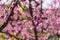 Peach tree in bloom, with pink flowers at sunrise. Aitona. Alcarras. Torres de Segre. Lleida. Spain. Agriculture. Flower close-up