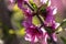 Peach tree in bloom, with pink flowers at sunrise. Aitona. Alcarras. Torres de Segre. Lleida. Spain. Agriculture. Flower close-up