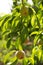 Peach tree branch with green peach fruits, backlit sunlight