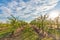 Peach tree, branch with small immature peaches . Peach farm in early summer . Unripe peach