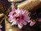 Peach tree flower on a sunny day