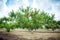 Peach tree with fruits growing in the garden. Peach orchard.