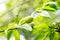 Peach tree with green young fruits with blurred background