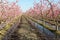 Peach tree orchard irrigation