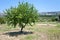 Peach tree in Sicily