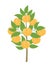 Peach tree. Vector illustration. Fruit tree nectarine plant. Flat vector color clipart. Ripe Peach on a tree. Prunus persica