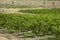 Peach trees orchard Columbia Riber Gorge OR.