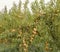 Peach trees with ripe fruits ready for harvest