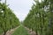 Peach trees rows