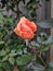 Peach two-toned rose in garden flower