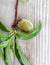 Peach. Unripe Fruit on a twig ,wood background