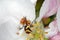 Peach weevil Rhynchites bacchus on the apple leaf. This insect is a pest in orchards.