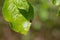 Peach weevil Rhynchites bacchus on the apple leaf. This insect is a pest in orchards.