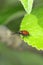 Peach weevil Rhynchites bacchus on the apple leaf. This insect is a pest in orchards.