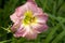 Peach and Yellow Day Lily Blossom