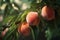 Peaches bunch fruit harvest. Generate Ai