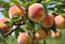 peaches growing on a branch of tree in a field