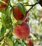 Peaches growing in a tree