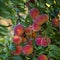 Peaches growing on a tree branches Fresh sunset light blur green background Natural fruit. organic Ripe Moldova Beautiful