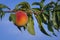 Peaches growing on a tree branches Fresh sunset light blur green background Natural fruit. organic Ripe Moldova Beautiful