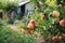 Peaches growing on a tree in the summer on village background. Garden with ripened fruits. Delicious and healthy organic nutrition