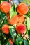 Peaches Harvest. Ripe Peaches growing on a tree