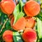 Peaches Harvest. Ripe Peaches growing on a tree