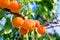 Peaches Harvest. Ripe Peaches growing on a tree in sunny say