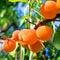 Peaches Harvest. Ripe Peaches growing on a tree in sunny say