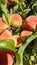 Peaches and leaves