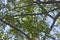 peaches, leaves, curved thick branches