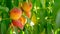 Peaches ripen on tree branch in sunny farmer garden closeup