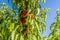 peaches ripening on the branch