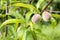 Peaches ripening on tree