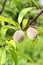 Peaches ripening on tree