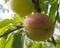 Peaches on the tree ON BLURE BACKGROUND.