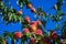 Peaches on tree. Peachtree against the blue sky.