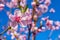 Peaches trees. Orchard. Fruit garden. Pink flowers on blue sky background. Flowers closeup.