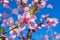 Peaches trees. Orchard. Fruit garden. Pink flowers on blue sky background. Flowers closeup.