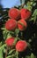 Peachs, persica vulgaris,, Fruits on Peach Tree