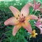 Peachy Easter Lily Flower 01